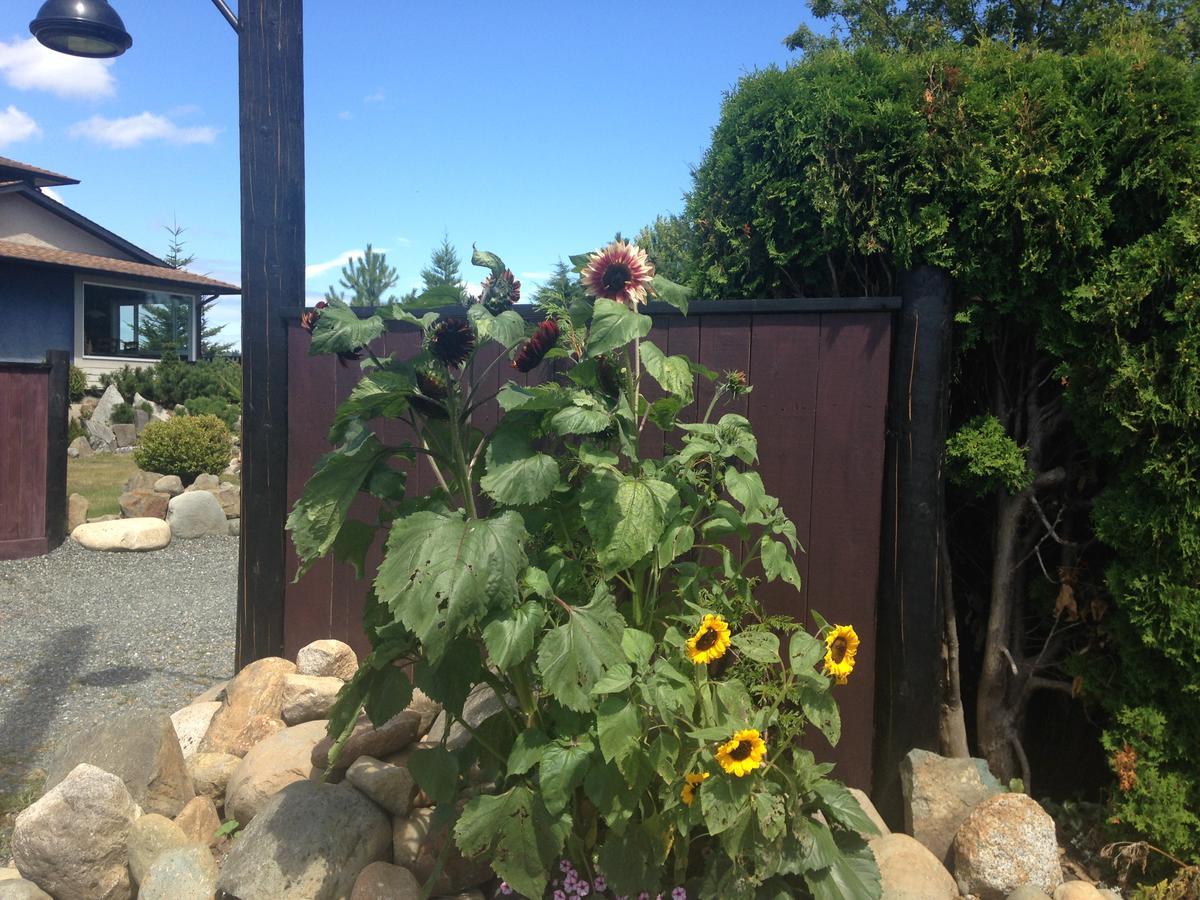 Estuary House Reflexology B&B Courtenay Exterior foto